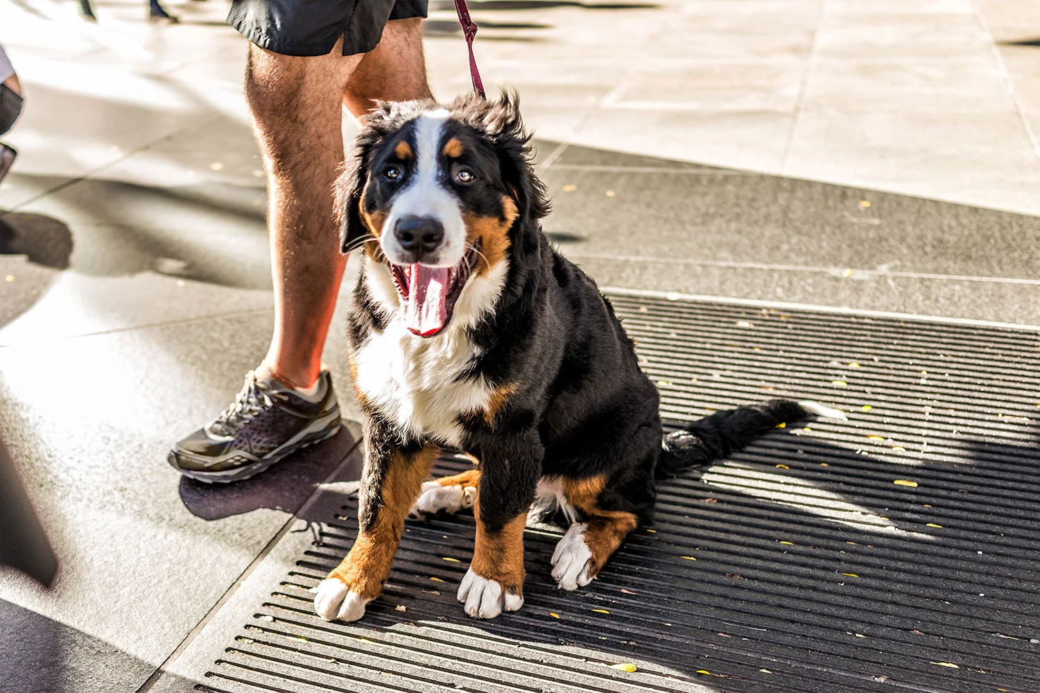 Chien haletant au soleil pendant une période de forte chaleur