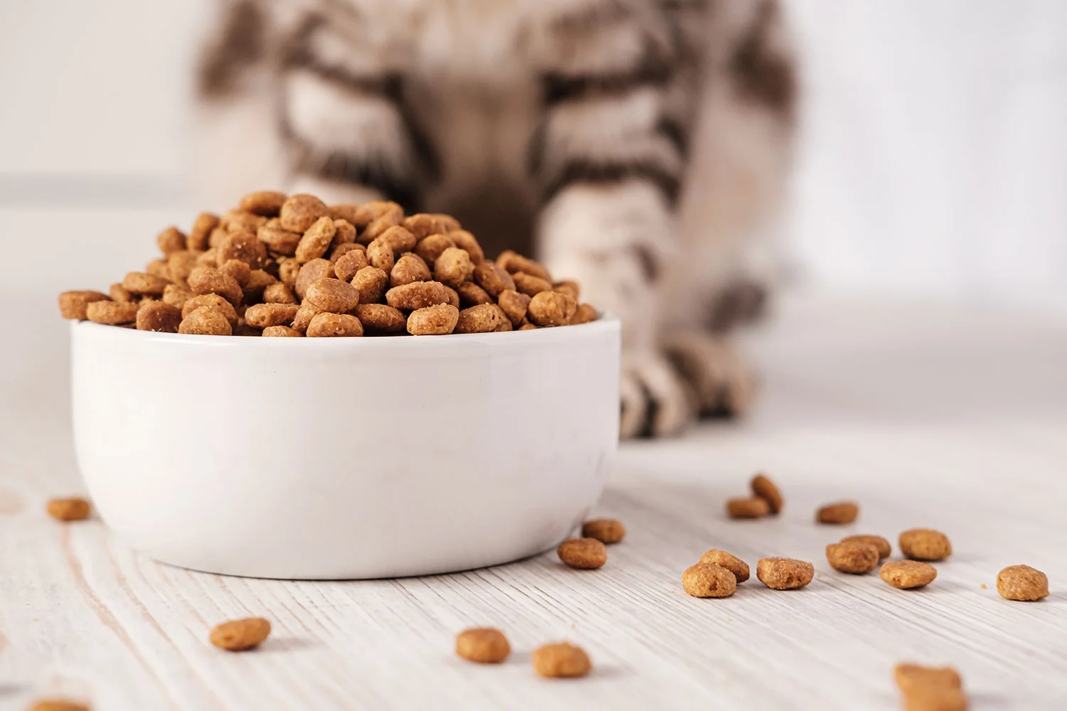 Chat derrière une gamelle de croquettes pour animal de compagnie