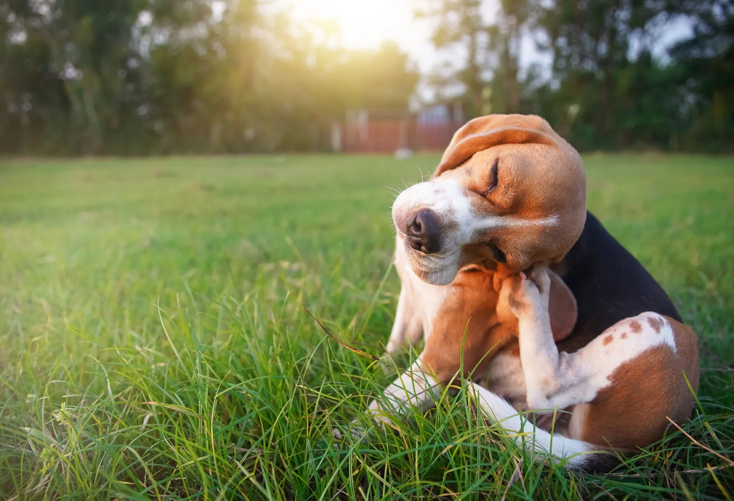 Chien se grattant dans l’herbe à cause de puces ou de tiques
