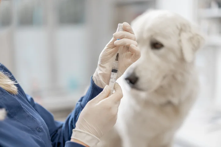 Préparation d’un vaccin vétérinaire devant un chien