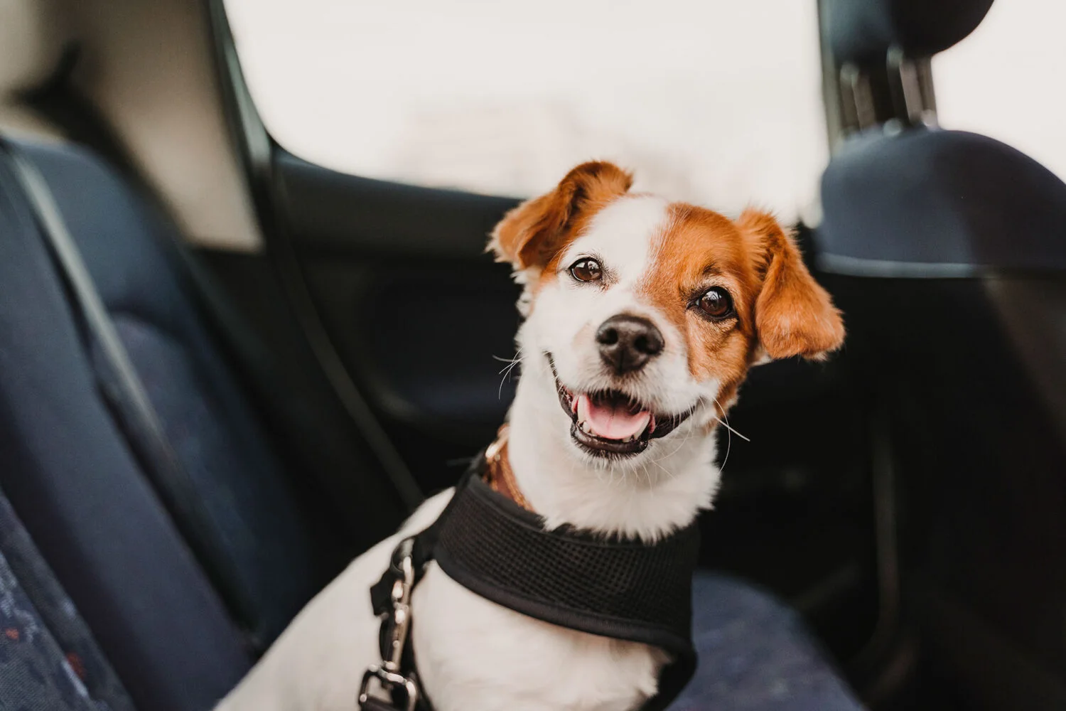 Chien attaché en sécurité sur la banquette arrière d’une voiture